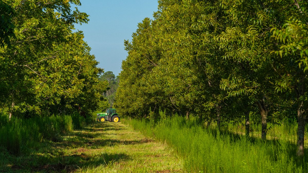Image for 187± Acres - Carter Orchard - Residential Lots with Road Frontage on Lakeland Highway - Young Irrigated Orchard w/ Oak Hardwood Areas