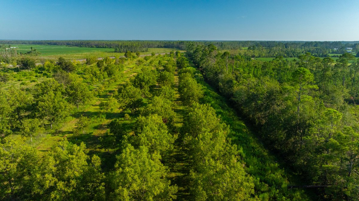 Image for 187± Acres - Carter Orchard - Residential Lots with Road Frontage on Lakeland Highway - Young Irrigated Orchard w/ Oak Hardwood Areas