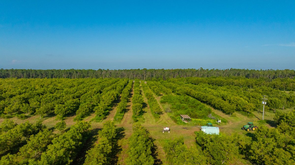 Image for 187± Acres - Carter Orchard - Residential Lots with Road Frontage on Lakeland Highway - Young Irrigated Orchard w/ Oak Hardwood Areas
