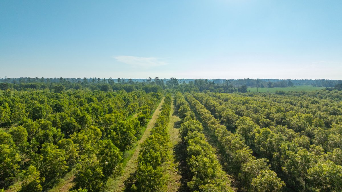 Image for 187± Acres - Carter Orchard - Residential Lots with Road Frontage on Lakeland Highway - Young Irrigated Orchard w/ Oak Hardwood Areas
