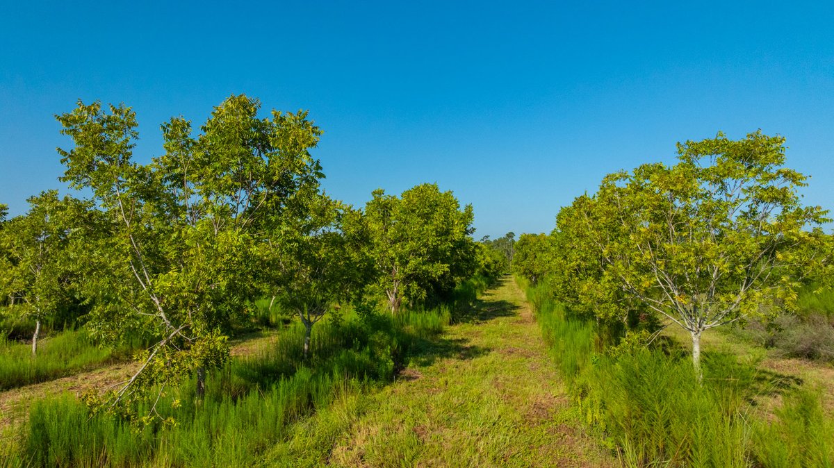 Image for 187± Acres - Carter Orchard - Residential Lots with Road Frontage on Lakeland Highway - Young Irrigated Orchard w/ Oak Hardwood Areas