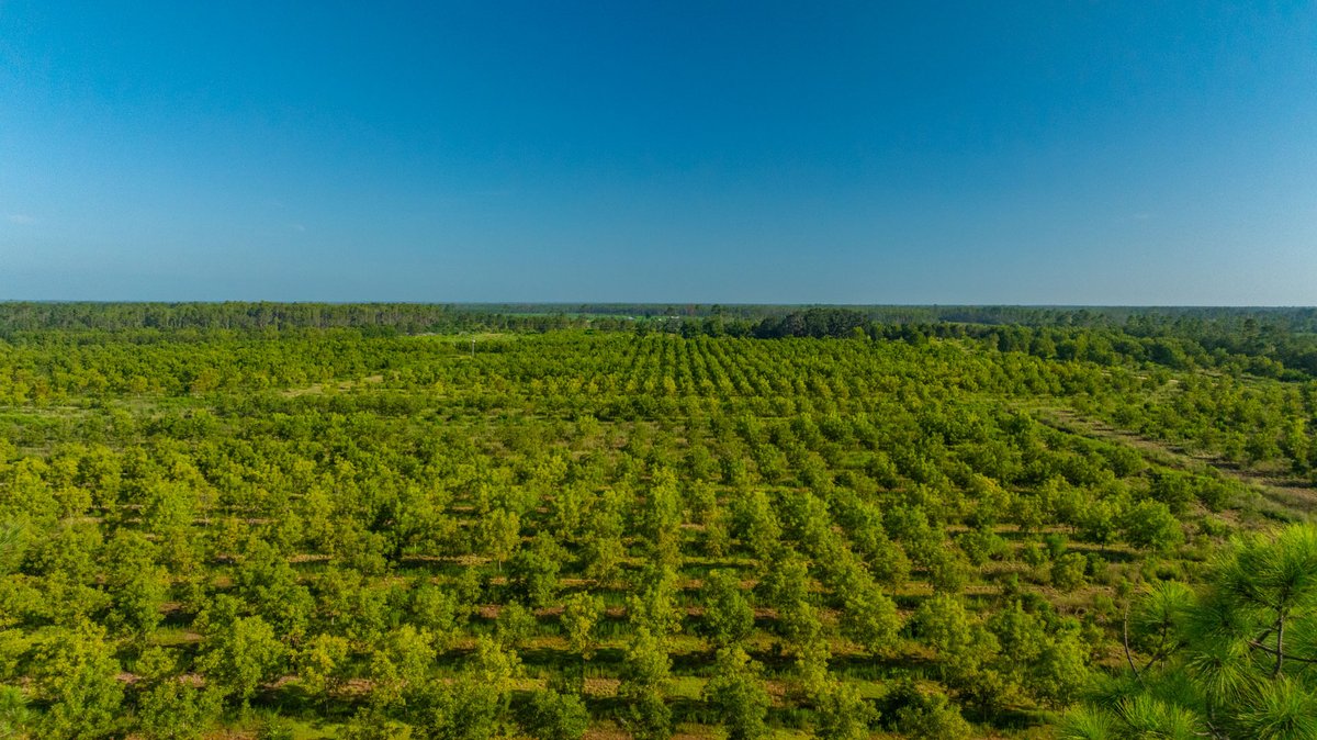 Image for 187± Acres - Carter Orchard - Residential Lots with Road Frontage on Lakeland Highway - Young Irrigated Orchard w/ Oak Hardwood Areas