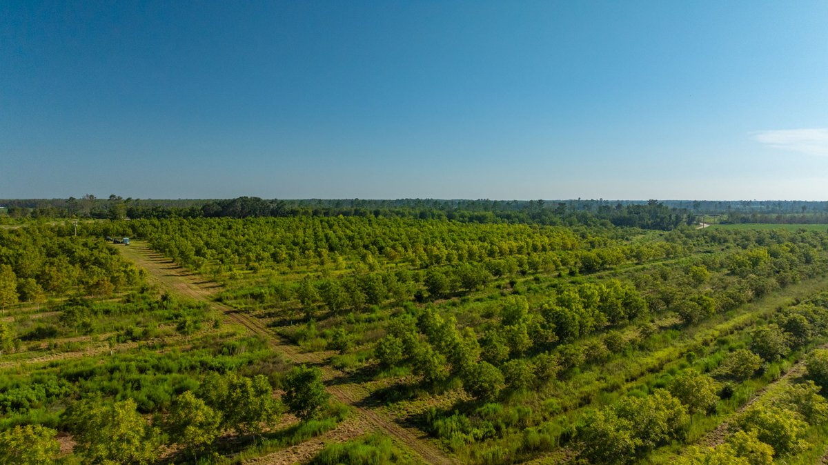 Image for 187± Acres - Carter Orchard - Residential Lots with Road Frontage on Lakeland Highway - Young Irrigated Orchard w/ Oak Hardwood Areas