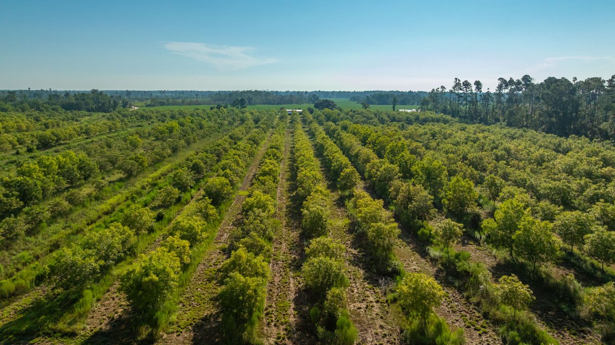 Image for 187± Acres - Carter Orchard - Residential Lots with Road Frontage on Lakeland Highway - Young Irrigated Orchard w/ Oak Hardwood Areas