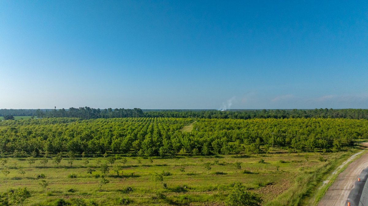 Image for 187± Acres - Carter Orchard - Residential Lots with Road Frontage on Lakeland Highway - Young Irrigated Orchard w/ Oak Hardwood Areas