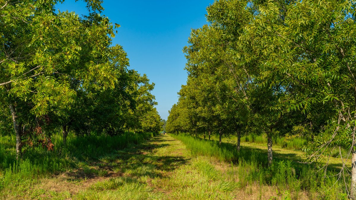 Image for 187± Acres - Carter Orchard - Residential Lots with Road Frontage on Lakeland Highway - Young Irrigated Orchard w/ Oak Hardwood Areas