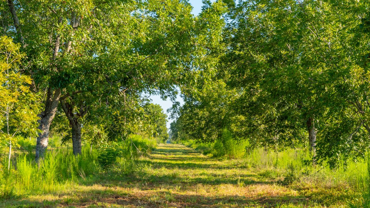 Image for 187± Acres - Carter Orchard - Residential Lots with Road Frontage on Lakeland Highway - Young Irrigated Orchard w/ Oak Hardwood Areas