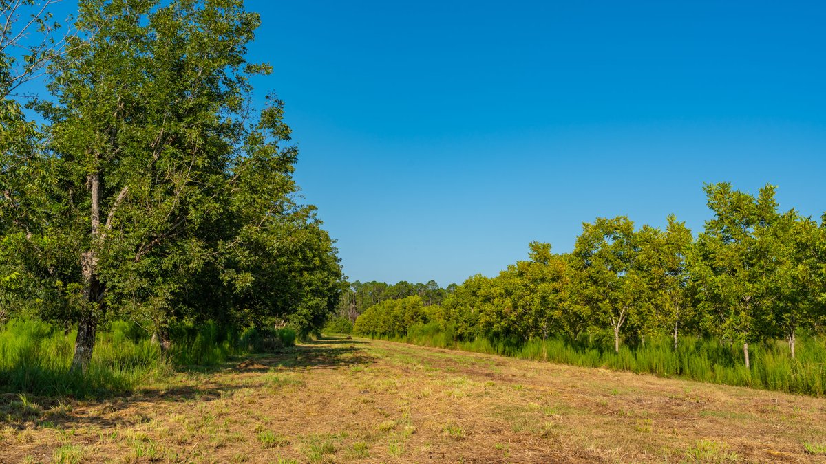 Image for 187± Acres - Carter Orchard - Residential Lots with Road Frontage on Lakeland Highway - Young Irrigated Orchard w/ Oak Hardwood Areas