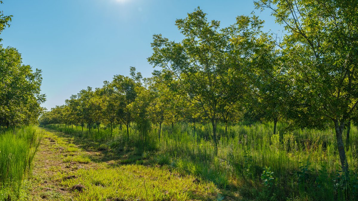 Image for 187± Acres - Carter Orchard - Residential Lots with Road Frontage on Lakeland Highway - Young Irrigated Orchard w/ Oak Hardwood Areas