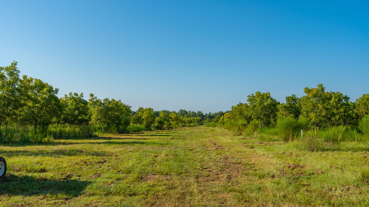 Image for 187± Acres - Carter Orchard - Residential Lots with Road Frontage on Lakeland Highway - Young Irrigated Orchard w/ Oak Hardwood Areas