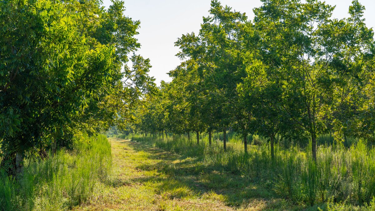 Image for 187± Acres - Carter Orchard - Residential Lots with Road Frontage on Lakeland Highway - Young Irrigated Orchard w/ Oak Hardwood Areas