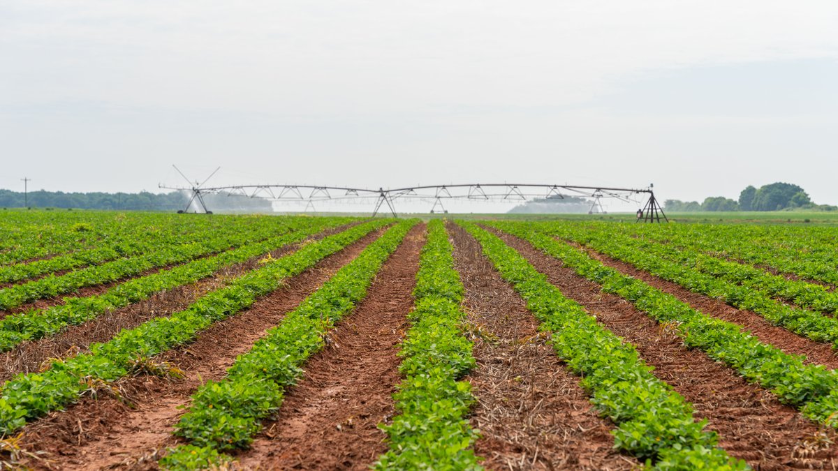 Image for Perryman Place - 305+/- Total Acres - Premium Row Crop Farm - Deep Well & 7 Irrigation Pivots