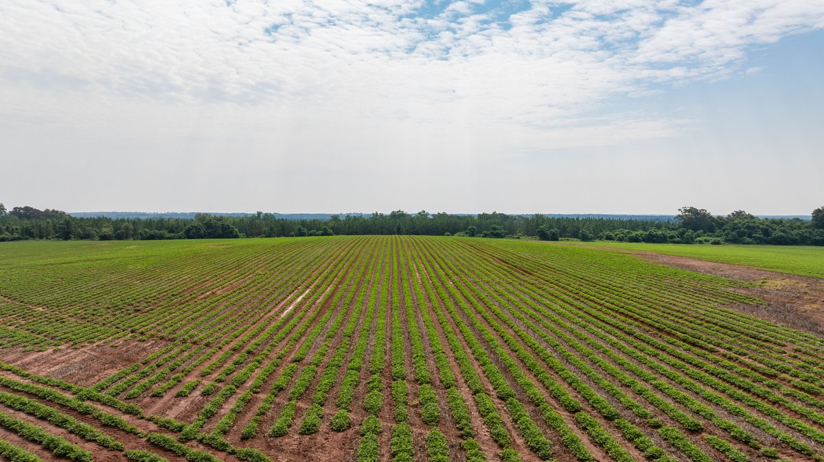 Image for Perryman Place - 305+/- Total Acres - Premium Row Crop Farm - Deep Well & 7 Irrigation Pivots