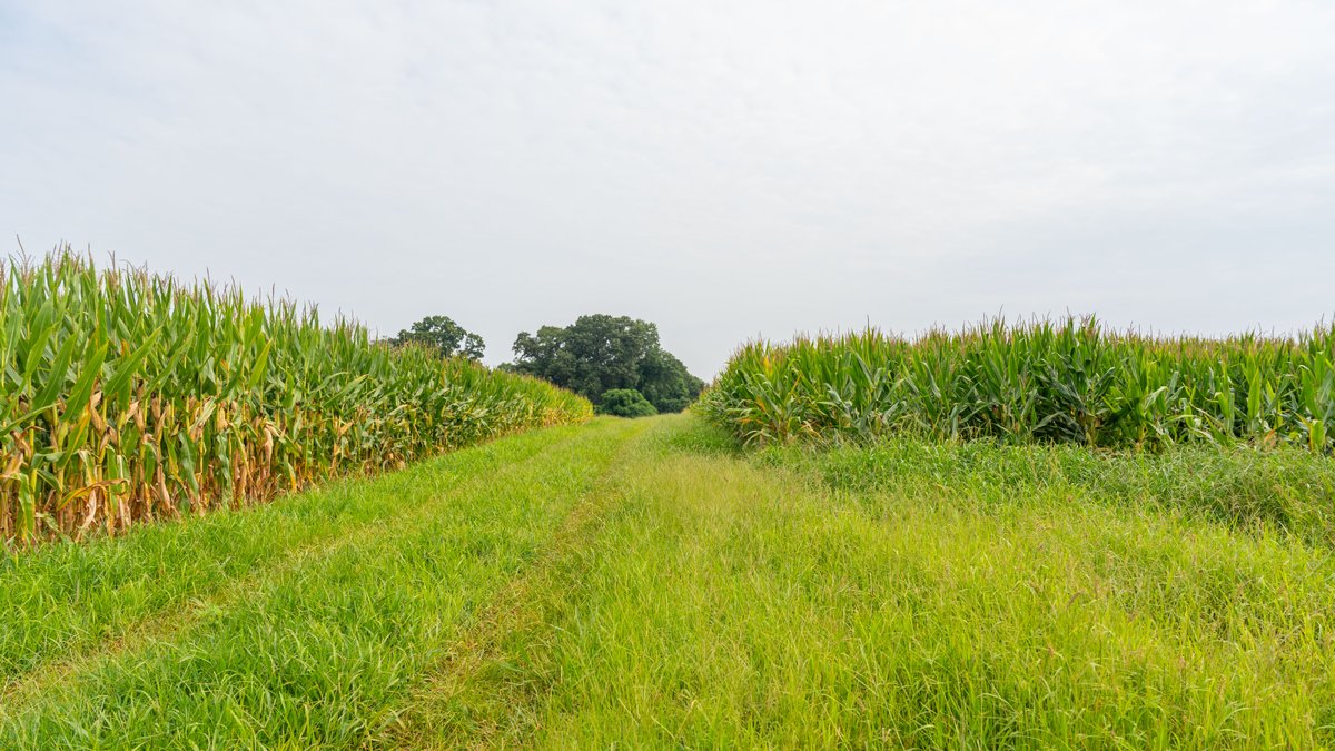 Image for Perryman Place - 305+/- Total Acres - Premium Row Crop Farm - Deep Well & 7 Irrigation Pivots