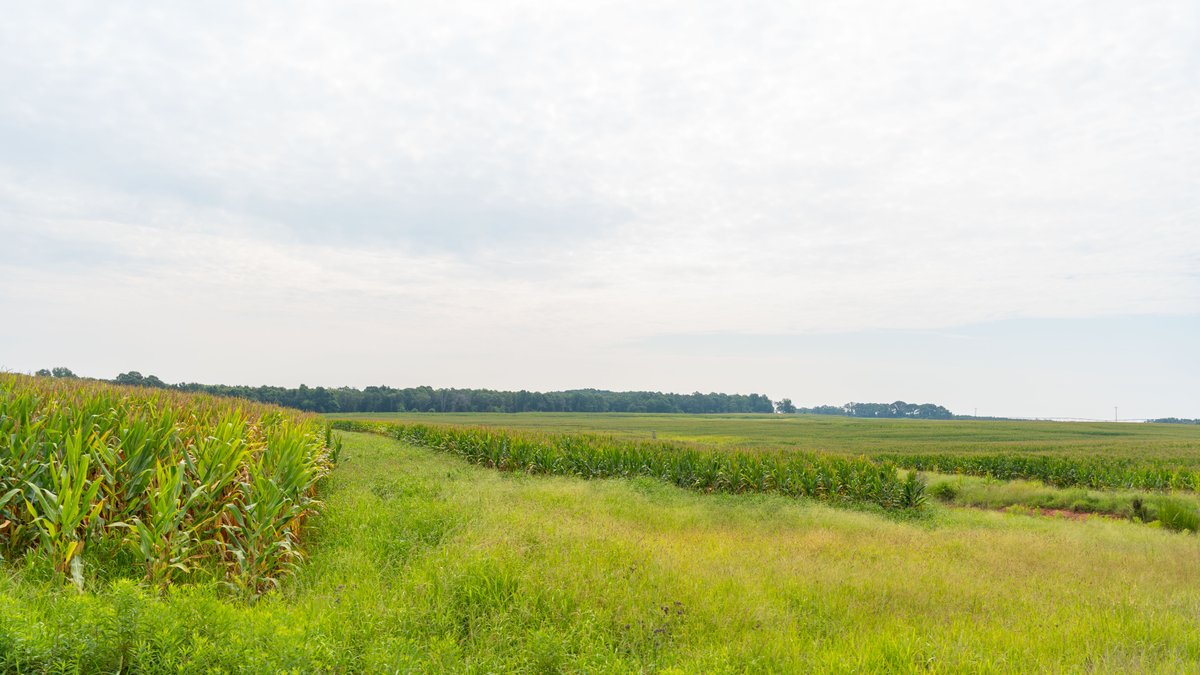 Image for Perryman Place - 305+/- Total Acres - Premium Row Crop Farm - Deep Well & 7 Irrigation Pivots