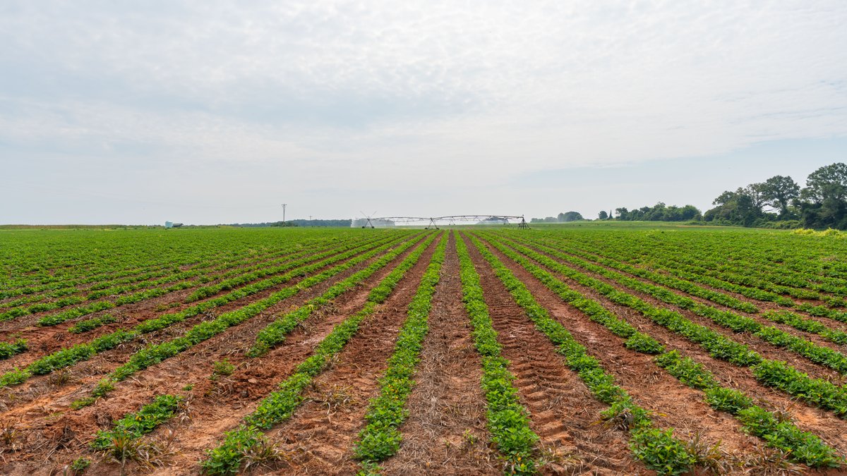 Image for Perryman Place - 305+/- Total Acres - Premium Row Crop Farm - Deep Well & 7 Irrigation Pivots