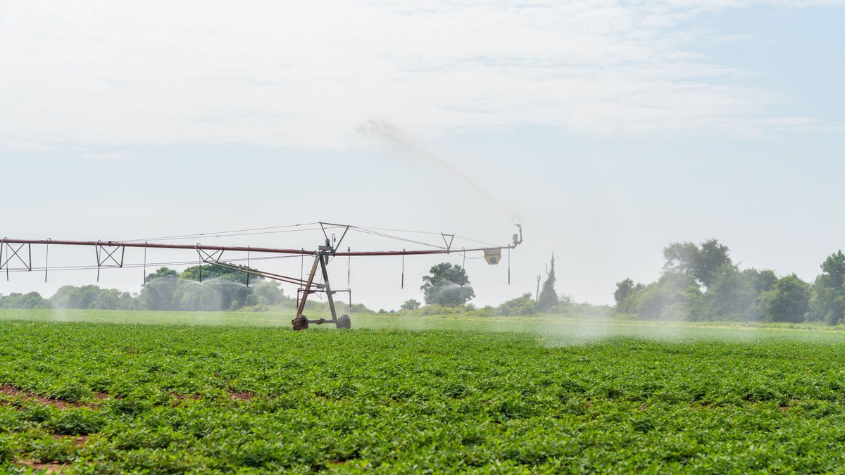 Image for Perryman Place - 305+/- Total Acres - Premium Row Crop Farm - Deep Well & 7 Irrigation Pivots