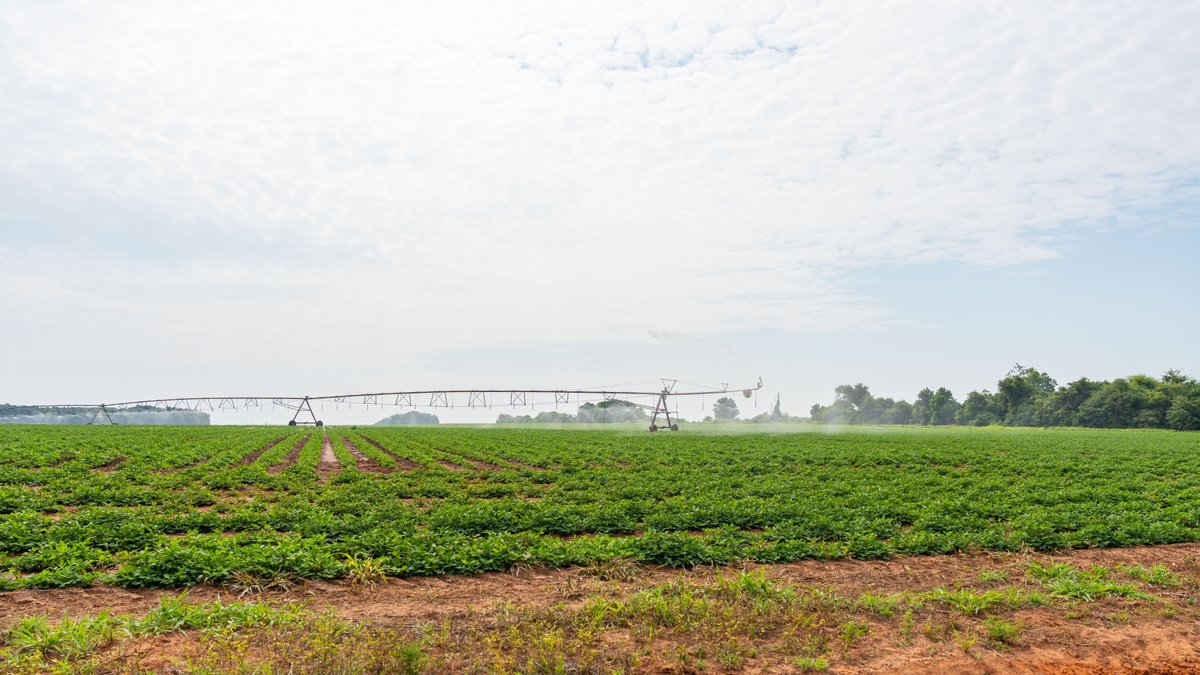Image for Perryman Place - 305+/- Total Acres - Premium Row Crop Farm - Deep Well & 7 Irrigation Pivots