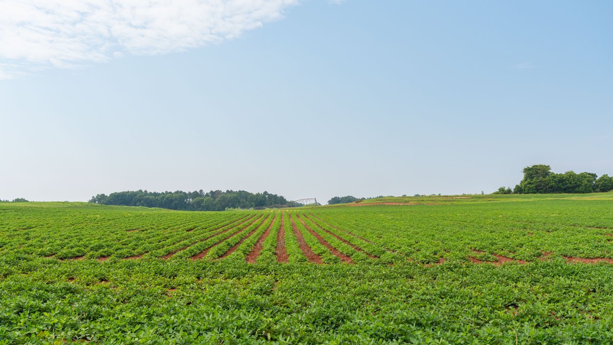 Image for Perryman Place - 305+/- Total Acres - Premium Row Crop Farm - Deep Well & 7 Irrigation Pivots