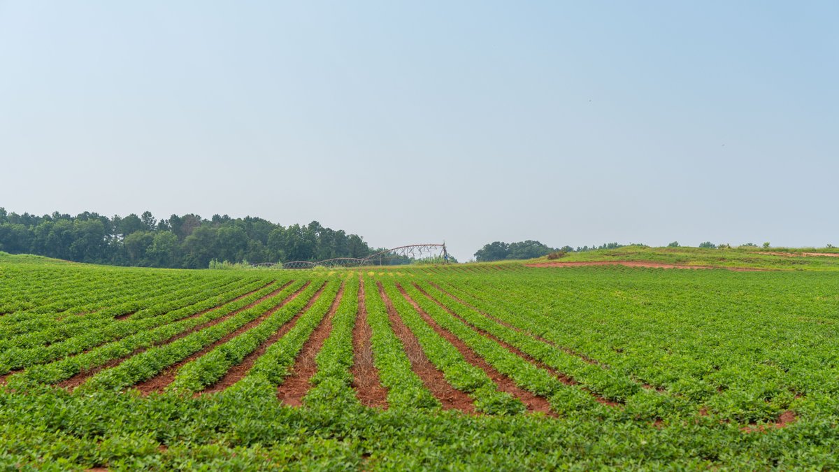 Image for Perryman Place - 305+/- Total Acres - Premium Row Crop Farm - Deep Well & 7 Irrigation Pivots