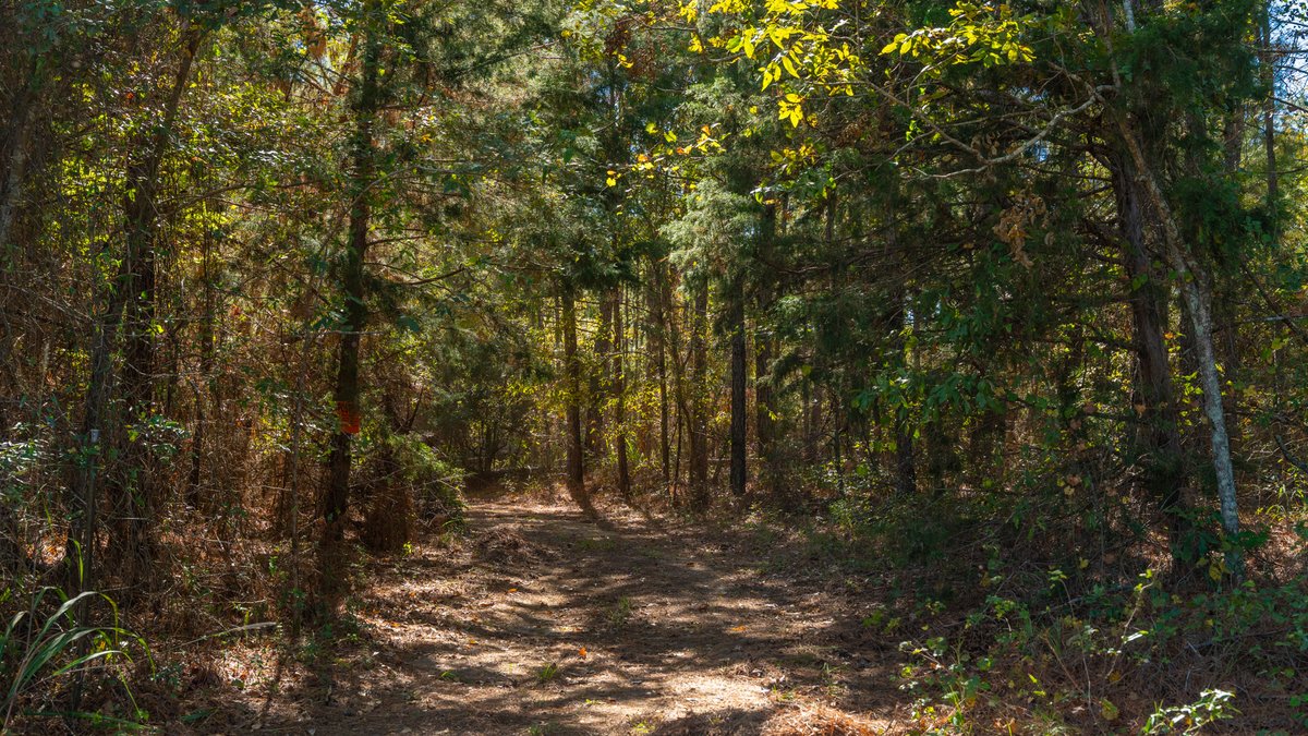 Image for 170+/- Acres - The Ohoopee River Retreat - Prime Recreational Land w/ Hunting Cabin Offered Divided & as a Whole