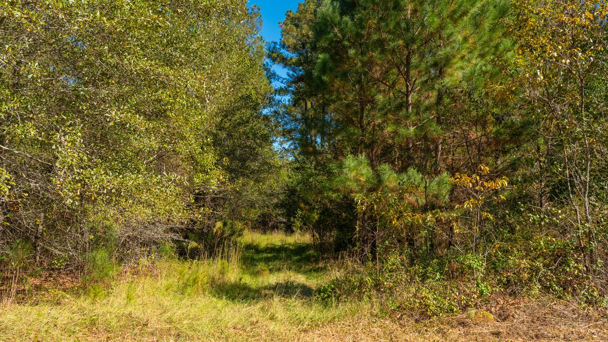 Image for 170+/- Acres - The Ohoopee River Retreat - Prime Recreational Land w/ Hunting Cabin Offered Divided & as a Whole