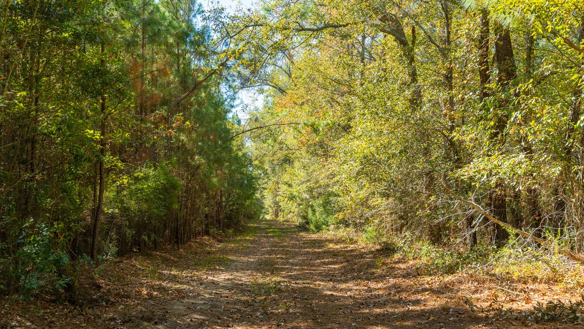 Image for 170+/- Acres - The Ohoopee River Retreat - Prime Recreational Land w/ Hunting Cabin Offered Divided & as a Whole