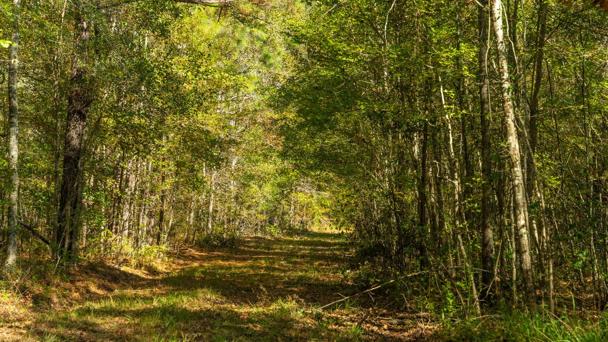 Image for 170+/- Acres - The Ohoopee River Retreat - Prime Recreational Land w/ Hunting Cabin Offered Divided & as a Whole