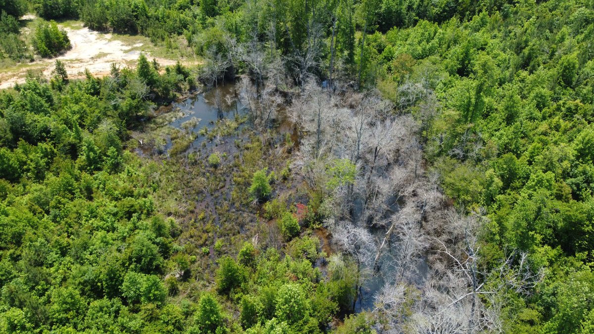 Image for 436 acres in Randolph County Divided into multiple tracts w/a portion selling absolute! This is an online / live / simulcast event!