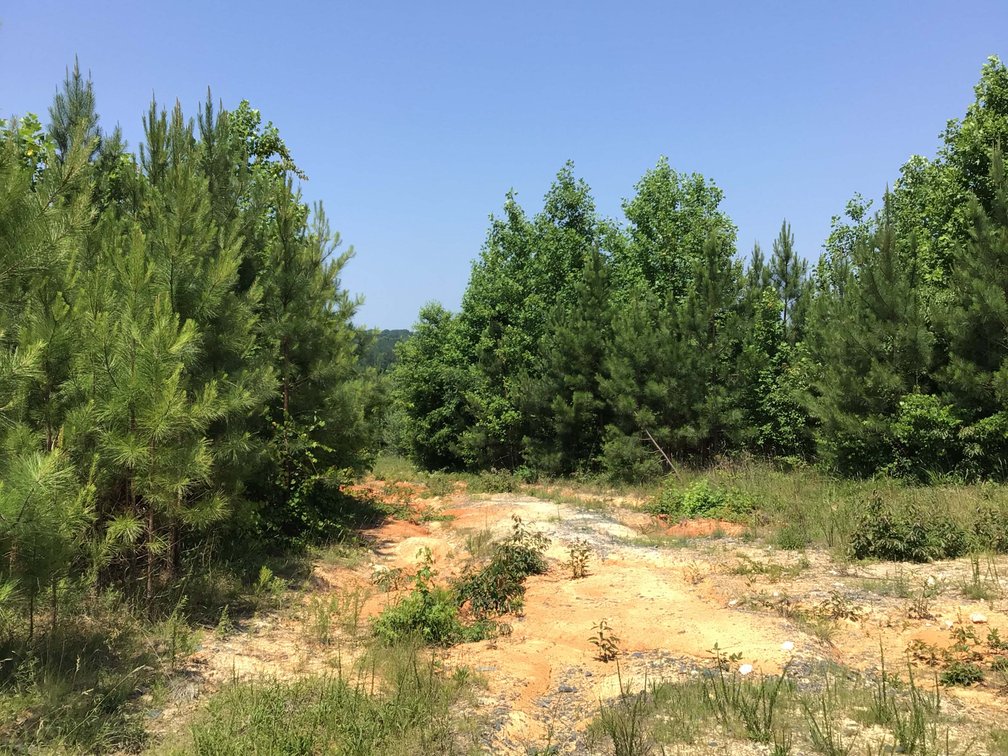 Image for 436 acres in Randolph County Divided into multiple tracts w/a portion selling absolute! This is an online / live / simulcast event!