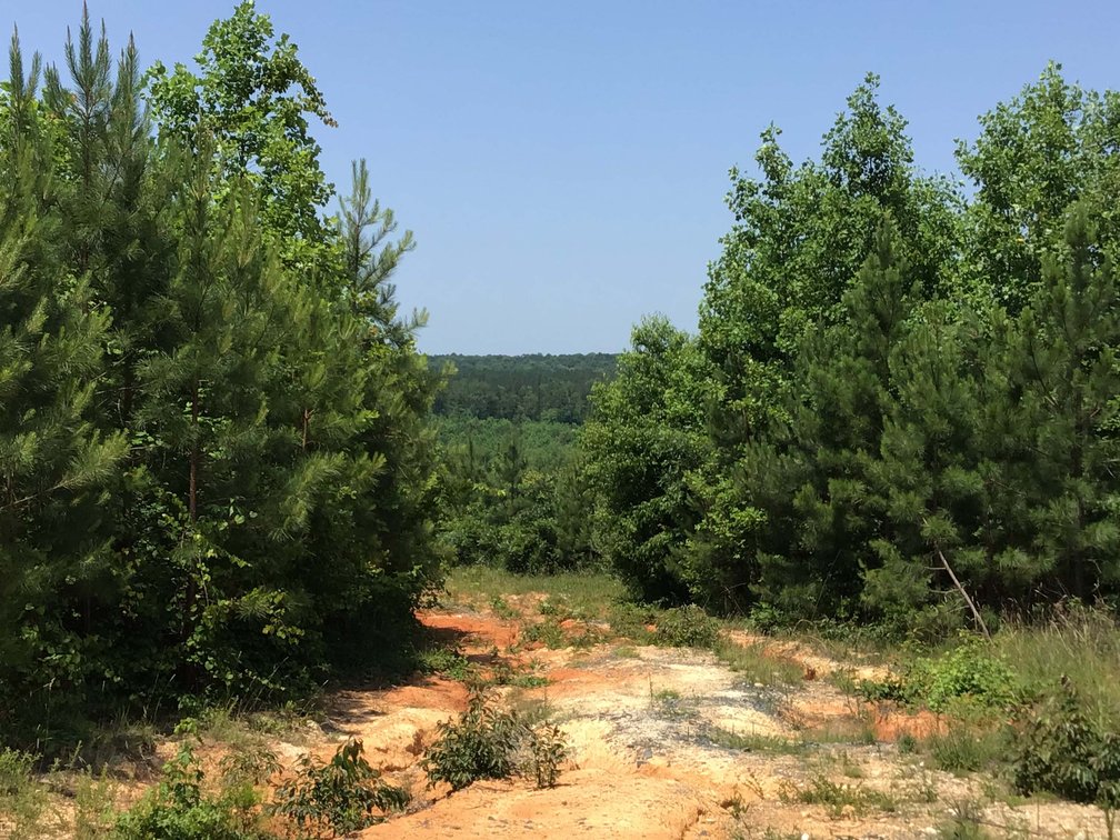Image for 436 acres in Randolph County Divided into multiple tracts w/a portion selling absolute! This is an online / live / simulcast event!