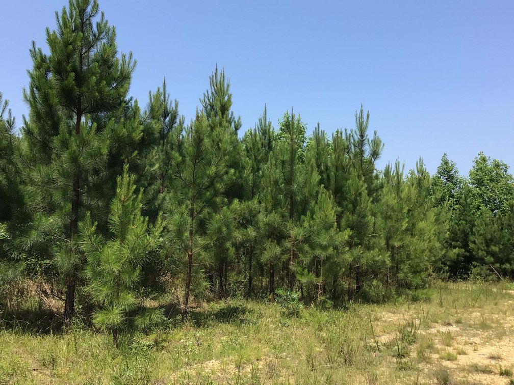 Image for 436 acres in Randolph County Divided into multiple tracts w/a portion selling absolute! This is an online / live / simulcast event!