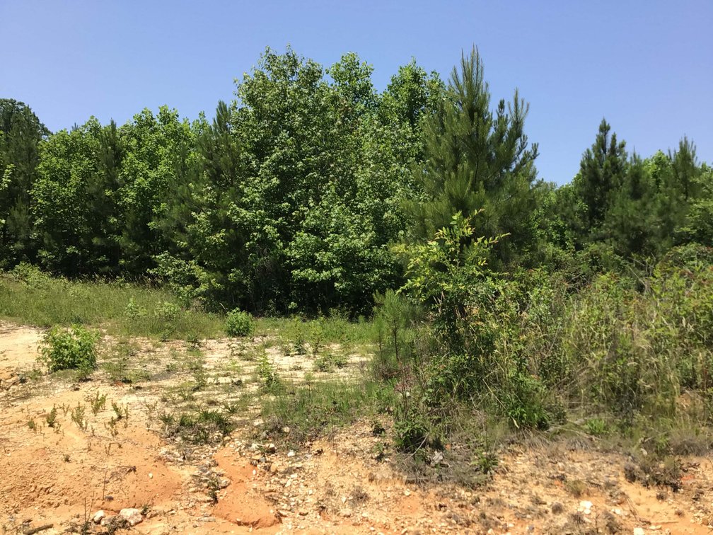 Image for 436 acres in Randolph County Divided into multiple tracts w/a portion selling absolute! This is an online / live / simulcast event!