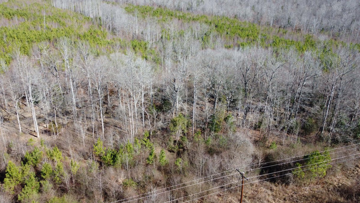 Image for 436 acres in Randolph County Divided into multiple tracts w/a portion selling absolute! This is an online / live / simulcast event!