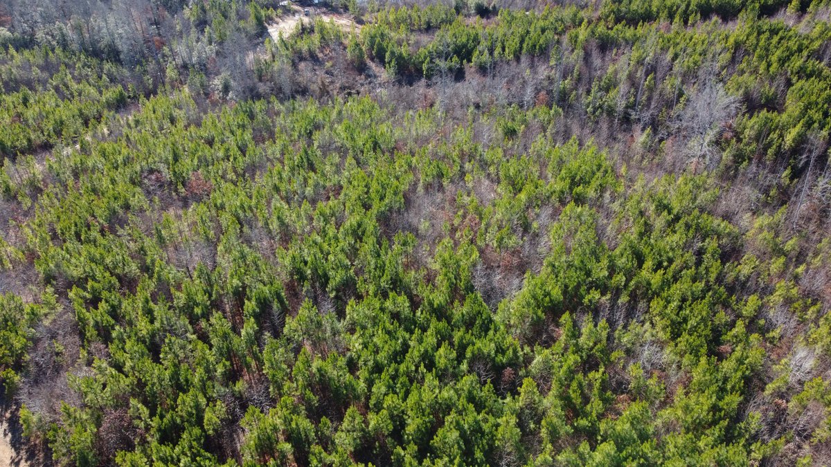 Image for 436 acres in Randolph County Divided into multiple tracts w/a portion selling absolute! This is an online / live / simulcast event!