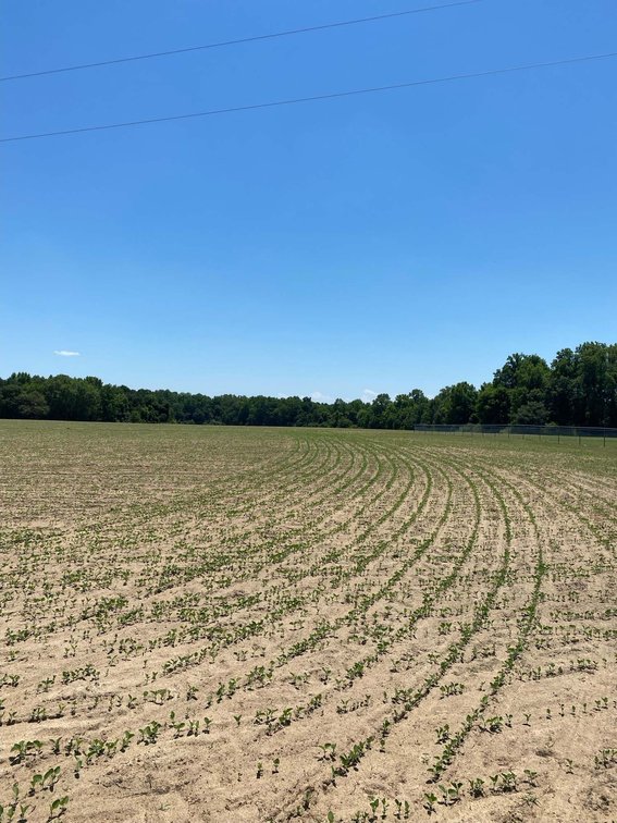 Image for Multiple Tracts offered throughout Harnett County at Absolute Auction!