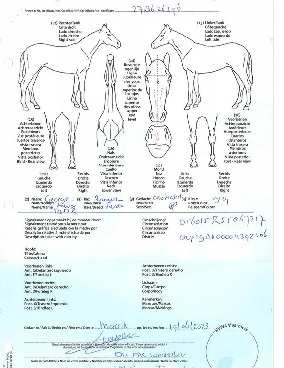 Image for Auction of 7 Horses!