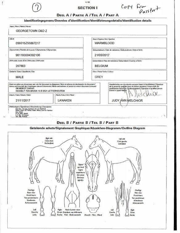 Image for Auction of 7 Horses!