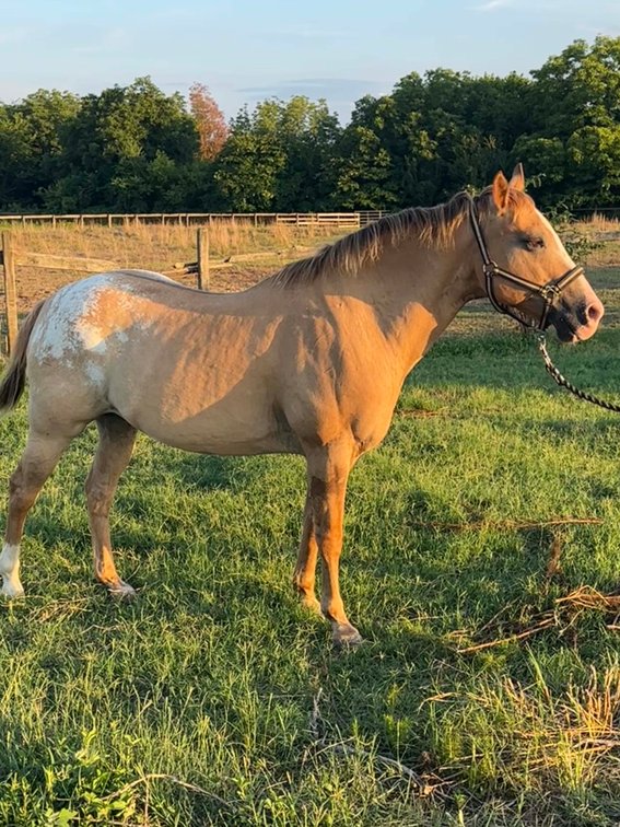 Image for Auction of 7 Horses!