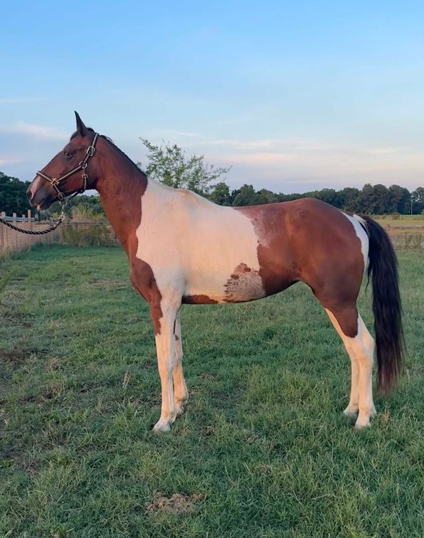 Image for Auction of 7 Horses!