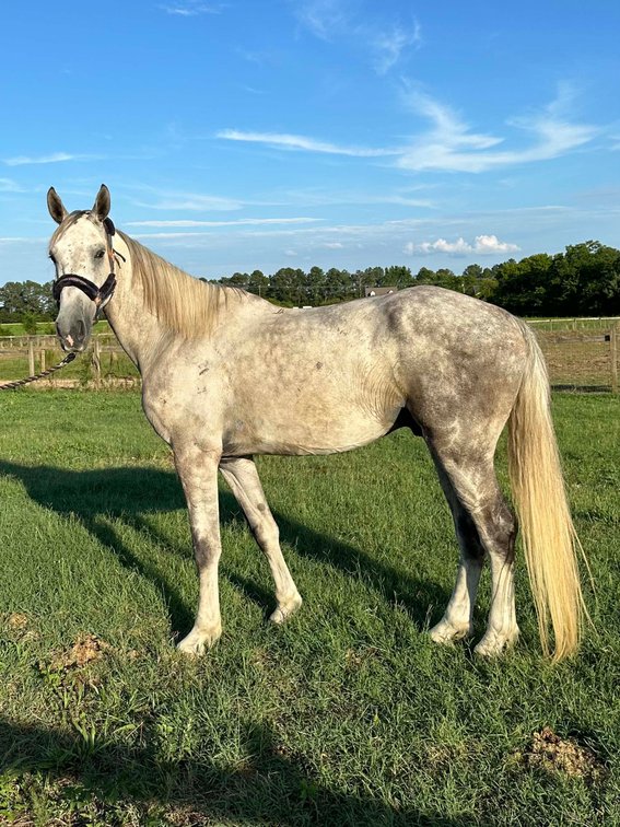 Image for Auction of 7 Horses!