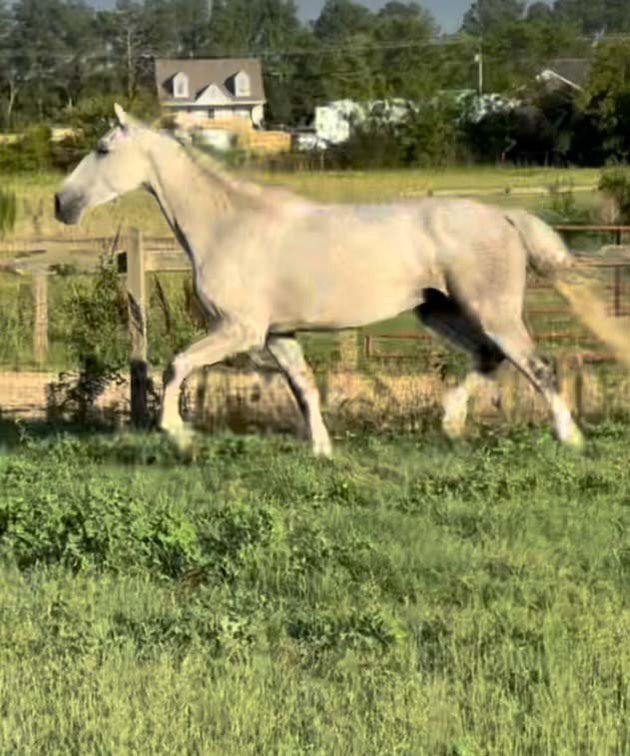 Image for Auction of 7 Horses!