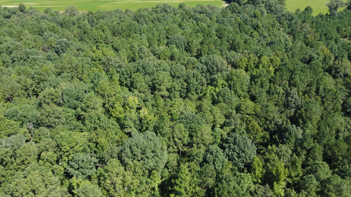 Image for 68+ Acres divided into 8 tracts being sold at Absolute Auction in Southern Harnett County!