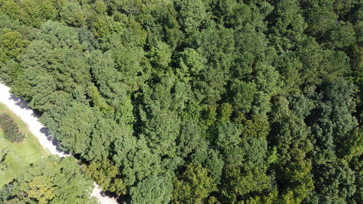Image for 68+ Acres divided into 8 tracts being sold at Absolute Auction in Southern Harnett County!