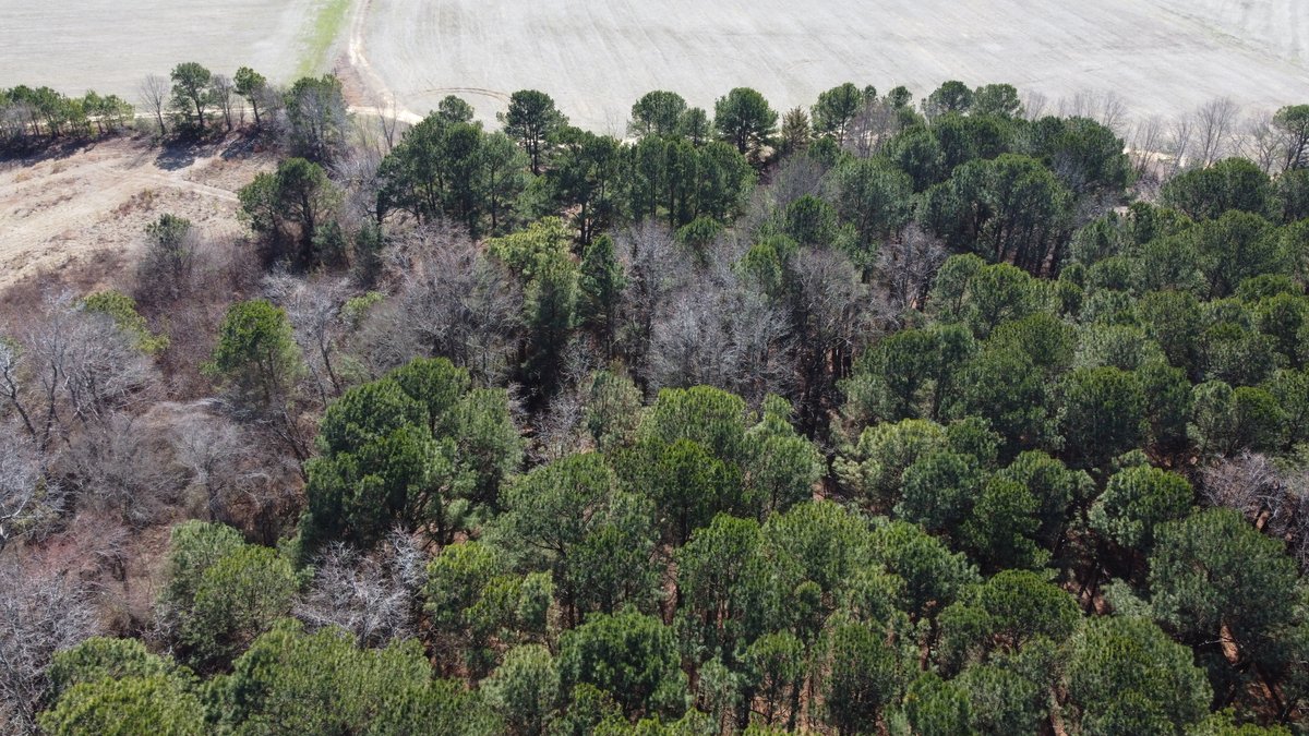 Image for Beautiful Tracts of Land between Coats and Dunn to be Divided!