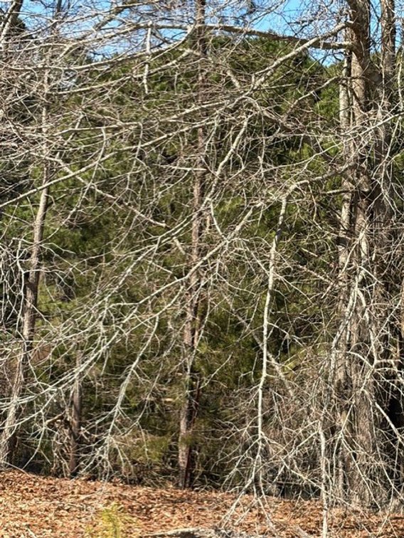 Image for Beautiful Tracts of Land between Coats and Dunn to be Divided!