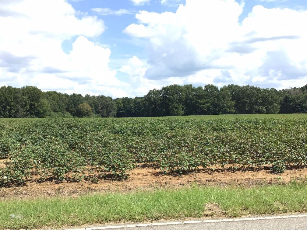 Image for 3 Homes, 48+/- acres divided into 9 tracts with Harnett County Water and Sewer! Live / Online / Simulcast Auction held at JP Headquarters!