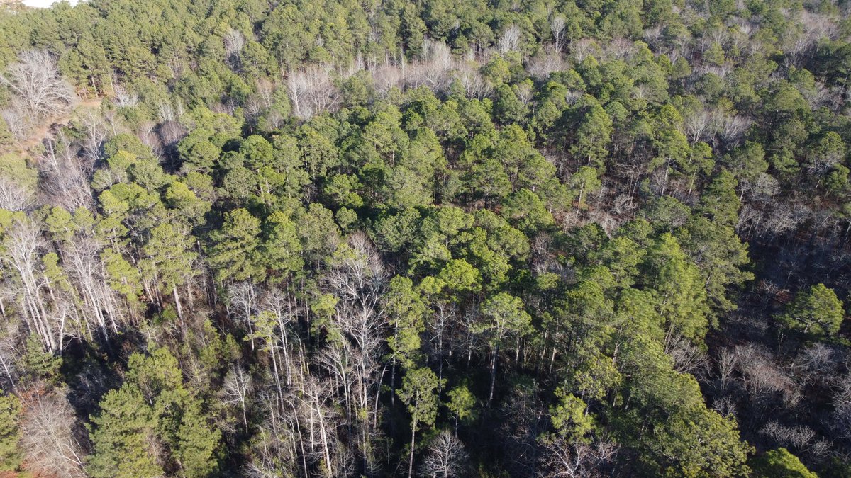 Image for 46+ Acres Divided into 9 tracts, a Super Home with over 2 acres in Harnett County, NC!  Online / Live / Simulcast Auction Held at the JP Headquarters in Angier!
