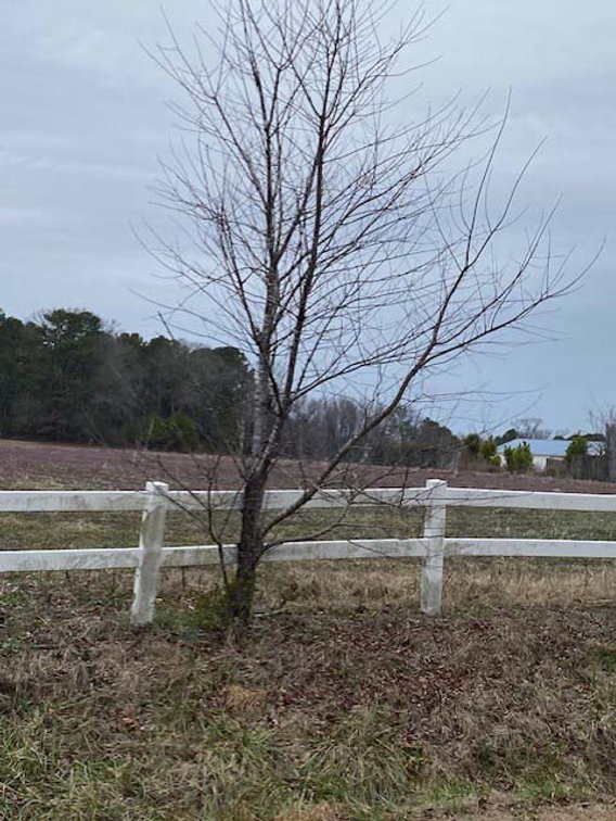 Image for 75+/- Acres in Johnston County Online/Live/Simulcast April Multi-Parcel Auction!
