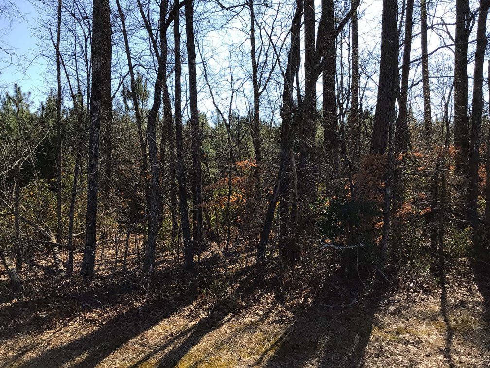 Image for 55+/- acres off Bowdens Rd Duplin County!